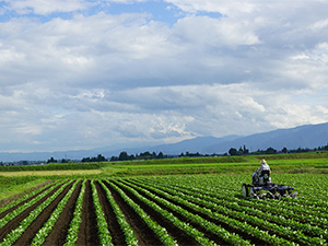 安曇野契約栽培農場